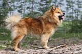 CHIEN FINNOIS DE LAPONIE 105